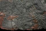 Silurian Fossil Crinoid (Scyphocrinites) Plate - Morocco #148558-3